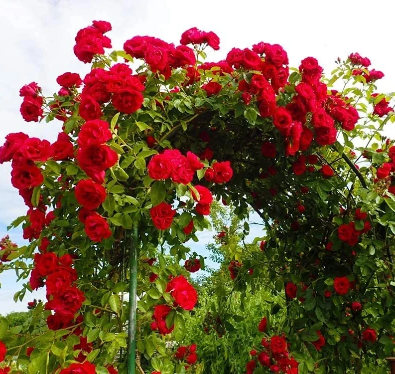 68a6c234b41fe.webp